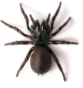 Funnel web spider